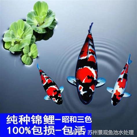 黑色鯉魚|認識錦鯉